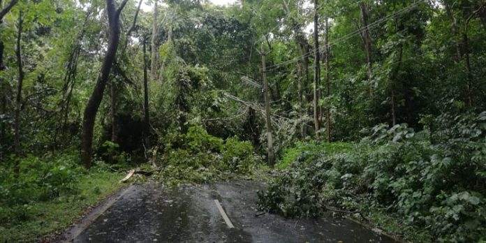 തണ്ണിത്തോട് റോഡിൽ മരം വീണ് ഗതാഗതം തടസ്സപെട്ടു തണ്ണിത്തോട് റോഡിൽ മരം വീണ് ഗതാഗതം തടസ്സപെട്ടു