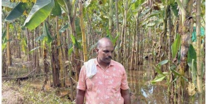 കാലവർഷക്കെടുതിയിൽ കുറ്റൂർ പഞ്ചായത്തിൻ്റെ വിവിധയിടങ്ങളിൽ വ്യാപക കൃഷി നാശം കാലവർഷക്കെടുതിയിൽ കുറ്റൂർ പഞ്ചായത്തിൻ്റെ വിവിധയിടങ്ങളിൽ വ്യാപക കൃഷി നാശം