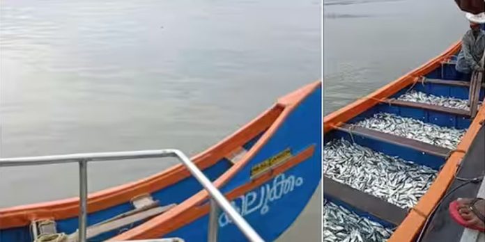 ചെറുമത്സ്യങ്ങൾ പിടിച്ച മത്സ്യബന്ധന വള്ളം ഫിഷറീസ് ഉദ്യോഗസ്ഥർ പിടികൂടി ചെറുമത്സ്യങ്ങൾ പിടിച്ച മത്സ്യബന്ധന വള്ളം ഫിഷറീസ് ഉദ്യോഗസ്ഥർ പിടികൂടി