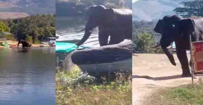 ചിന്നക്കനാലില് വീട് തകര്ത്ത് അകത്തു കയറാന് ശ്രമിച്ച് കാട്ടാന ; ചക്കക്കൊമ്പന് എന്ന് നാട്ടുകാര് ചിന്നക്കനാലില് വീട് തകര്ത്ത് അകത്തു കയറാന് ശ്രമിച്ച് കാട്ടാന ; ചക്കക്കൊമ്പന് എന്ന് നാട്ടുകാര്
