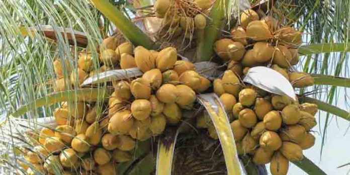 തെങ്ങ് കൃഷി ആദായകരമാക്കാം തെങ്ങ് കൃഷി ആദായകരമാക്കാം