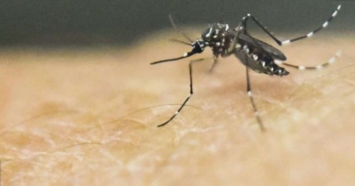 സംസ്ഥാനത്ത് പനി മരണം തുടരുന്നു ; ഡെങ്കിപ്പനി ബാധിച്ച് മധ്യവയസ്ക മരിച്ചു സംസ്ഥാനത്ത് പനി മരണം തുടരുന്നു ; ഡെങ്കിപ്പനി ബാധിച്ച് മധ്യവയസ്ക മരിച്ചു