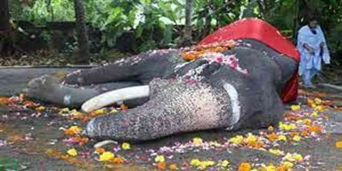 അഞ്ചര പതിറ്റാണ്ടിലധികം തൃശൂര് പൂരത്തിന്റെ ആവേശമായിരുന്ന മണികണ്ഠന് ചരിഞ്ഞു അഞ്ചര പതിറ്റാണ്ടിലധികം തൃശൂര് പൂരത്തിന്റെ ആവേശമായിരുന്ന മണികണ്ഠന് ചരിഞ്ഞു