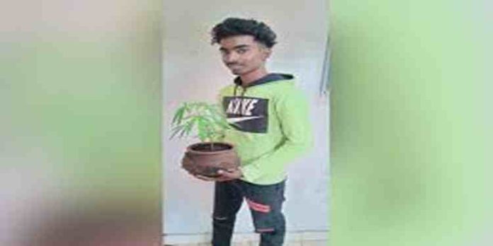 ടെറസ്സിലായി മൺകലത്തിനുള്ളിൽ നട്ടുവളർത്തിവന്ന കഞ്ചാവ് ചെടിയുമായി യുവാവ് പിടിയിൽ ടെറസ്സിലായി മൺകലത്തിനുള്ളിൽ നട്ടുവളർത്തിവന്ന കഞ്ചാവ് ചെടിയുമായി യുവാവ് പിടിയിൽ