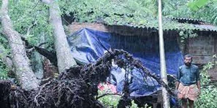 എടത്വയിൽ മരങ്ങൾ കടപുഴകി വീണ് 6 വീടുകൾ തകർന്നു, വ്യാപക നാശനഷ്ടം എടത്വയിൽ മരങ്ങൾ കടപുഴകി വീണ് 6 വീടുകൾ തകർന്നു, വ്യാപക നാശനഷ്ടം