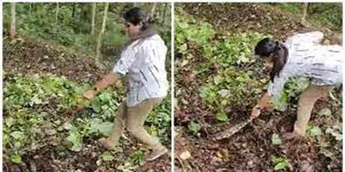 തൊഴിലുറപ്പ് പണിക്കിടെ കുറ്റിക്കാട്ടിൽ പെരുമ്പാമ്പ് ; ഒടുവിൽ ആർ ആർ ടി എത്തി പിടികൂടി തൊഴിലുറപ്പ് പണിക്കിടെ കുറ്റിക്കാട്ടിൽ പെരുമ്പാമ്പ് ; ഒടുവിൽ ആർ ആർ ടി എത്തി പിടികൂടി