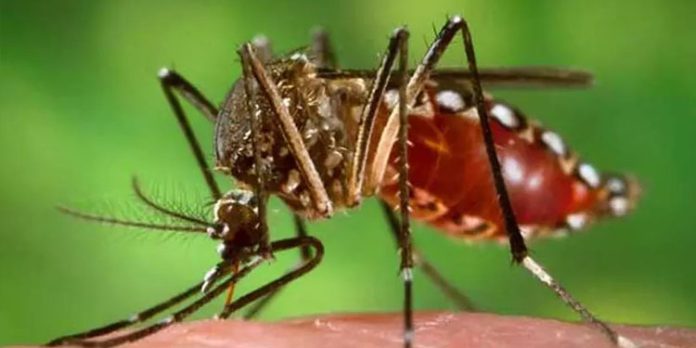 ആഴ്ചയിലൊരിക്കല് ഡ്രൈ ഡേ ആചരിക്കണം : ഡിഎംഒ ആഴ്ചയിലൊരിക്കല് ഡ്രൈ ഡേ ആചരിക്കണം : ഡിഎംഒ