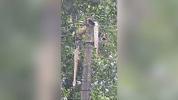 പോസ്റ്റിനു മുകളിൽ പെരുമ്പാമ്പ് ഷോക്കേറ്റ് ചത്തു ; തമ്മിലടിക്കൊടുവിൽ നീക്കിയത് 8 മണിക്കൂറിനു ശേഷം പോസ്റ്റിനു മുകളിൽ പെരുമ്പാമ്പ് ഷോക്കേറ്റ് ചത്തു ; തമ്മിലടിക്കൊടുവിൽ നീക്കിയത് 8 മണിക്കൂറിനു ശേഷം