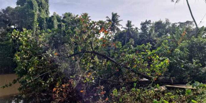 തലവടിയില് നദിയിലേക്ക് ബദാം മരം വീണ് വളളം തകർന്നു തലവടിയില് നദിയിലേക്ക് ബദാം മരം വീണ് വളളം തകർന്നു