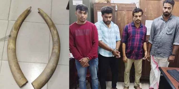 കോഴിക്കോട് നഗരത്തിൽ നിന്ന് ആനക്കൊമ്പ് പിടികൂടിയ സംഭവം ; അന്വേഷണം ഊർജിതമാക്കി വനംവകുപ്പ് കോഴിക്കോട് നഗരത്തിൽ നിന്ന് ആനക്കൊമ്പ് പിടികൂടിയ സംഭവം ; അന്വേഷണം ഊർജിതമാക്കി വനംവകുപ്പ്