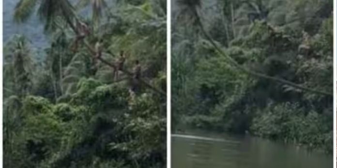 പുഴയിലേക്ക് ചാഞ്ഞ തെങ്ങിൽ കയറി, ചാടാൻ ശ്രമിച്ചു ; തെങ്ങ് മുറിഞ്ഞ് വീണ് 4 യുവാക്കൾക്ക് അപകടം പുഴയിലേക്ക് ചാഞ്ഞ തെങ്ങിൽ കയറി, ചാടാൻ ശ്രമിച്ചു ; തെങ്ങ് മുറിഞ്ഞ് വീണ് 4 യുവാക്കൾക്ക് അപകടം