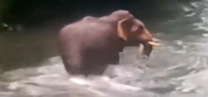 ആറളത്ത് വൈദ്യുതി വേലി കടന്ന് കാട്ടാന ജനവാസമേഖലയിൽ ആറളത്ത് വൈദ്യുതി വേലി കടന്ന് കാട്ടാന ജനവാസമേഖലയിൽ