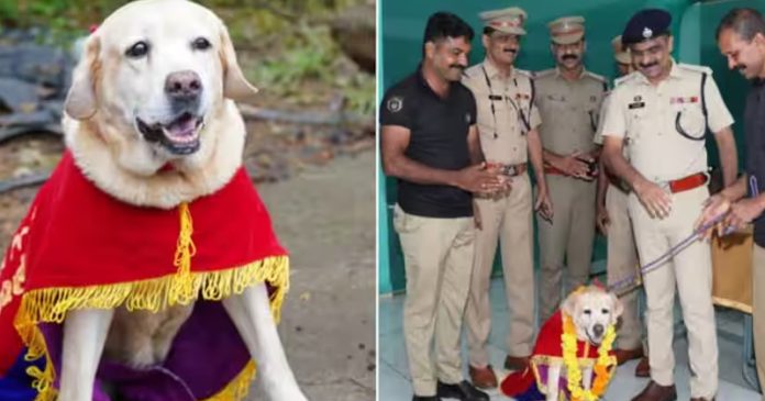 ജെനിക്ക് ഇനി വിശ്രമ ജീവിതം ; ഇടുക്കി പോലീസ് ഡോഗ് സ്ക്വാഡിലെ ട്രാക്കർ ഡോഗ് 10 വയസ്സുകാരി ജെനി സർവ്വീസിൽ നിന്നു വിരമിച്ചു ജെനിക്ക് ഇനി വിശ്രമ ജീവിതം ; ഇടുക്കി പോലീസ് ഡോഗ് സ്ക്വാഡിലെ ട്രാക്കർ ഡോഗ് 10 വയസ്സുകാരി ജെനി സർവ്വീസിൽ നിന്നു വിരമിച്ചു