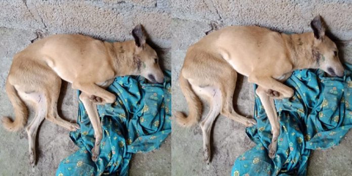 പുലിയുടെ ആക്രമണത്തിൽ വളർത്തുനായ ചത്തു പുലിയുടെ ആക്രമണത്തിൽ വളർത്തുനായ ചത്തു
