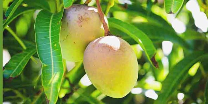 വെറുതെ ഉപ്പും മുളകുമിട്ട് മാങ്ങ കഴിച്ചാല് പോരാ… ഗുണങ്ങളും അറിയണം വെറുതെ ഉപ്പും മുളകുമിട്ട് മാങ്ങ കഴിച്ചാല് പോരാ… ഗുണങ്ങളും അറിയണം