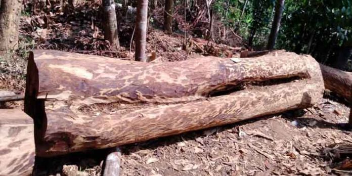 മുട്ടിൽ മരംമുറി ; ഒരാഴ്ചയ്ക്കുള്ളില് പിഴ ചുമത്തി ഉത്തരവിറക്കുമെന്ന് കളക്ടർ മുട്ടിൽ മരംമുറി ; ഒരാഴ്ചയ്ക്കുള്ളില് പിഴ ചുമത്തി ഉത്തരവിറക്കുമെന്ന് കളക്ടർ