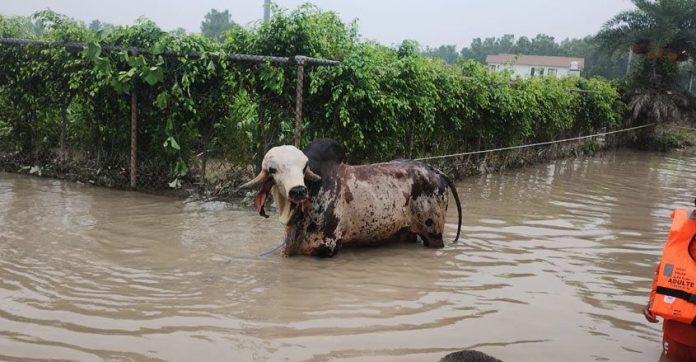 ബി.എം.ഡബ്ല്യു കാറിനെക്കാള് വിലയുള്ള കാള ; പ്രളയത്തില് നിന്ന് രക്ഷിച്ച് സേന ബി.എം.ഡബ്ല്യു കാറിനെക്കാള് വിലയുള്ള കാള ; പ്രളയത്തില് നിന്ന് രക്ഷിച്ച് സേന