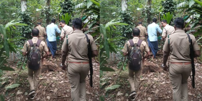 അതുമ്പുംകുളത്ത് കടുവയിറങ്ങിയ സംഭവം ; തെരച്ചിൽ ശക്തമാക്കി വനം വകുപ്പ് അതുമ്പുംകുളത്ത് കടുവയിറങ്ങിയ സംഭവം ; തെരച്ചിൽ ശക്തമാക്കി വനം വകുപ്പ്