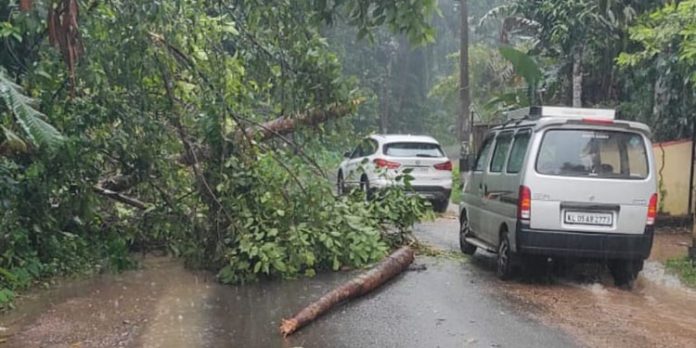 കനത്ത മഴയും കാറ്റും ; തെങ്ങ് റോഡിന് കുറുകെ കടപുഴകി വീണു കനത്ത മഴയും കാറ്റും ; തെങ്ങ് റോഡിന് കുറുകെ കടപുഴകി വീണു