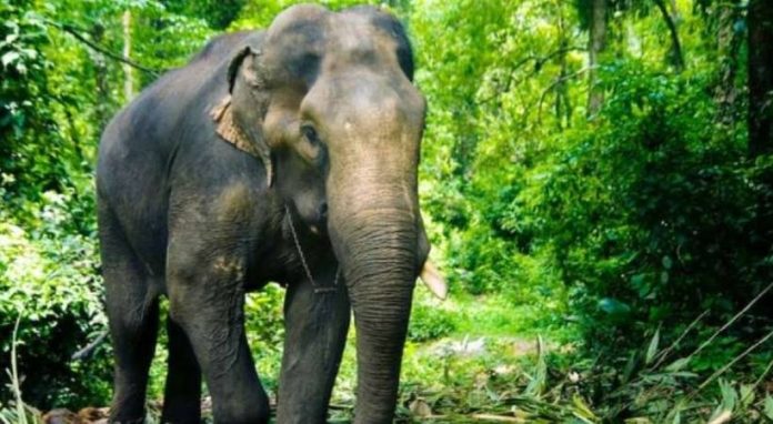 PT 7 ആനയുടെ ദേഹത്ത് പെല്ലറ്റ് പാടുകളില്ലെന്ന് വനംവകുപ്പ് PT 7 ആനയുടെ ദേഹത്ത് പെല്ലറ്റ് പാടുകളില്ലെന്ന് വനംവകുപ്പ്