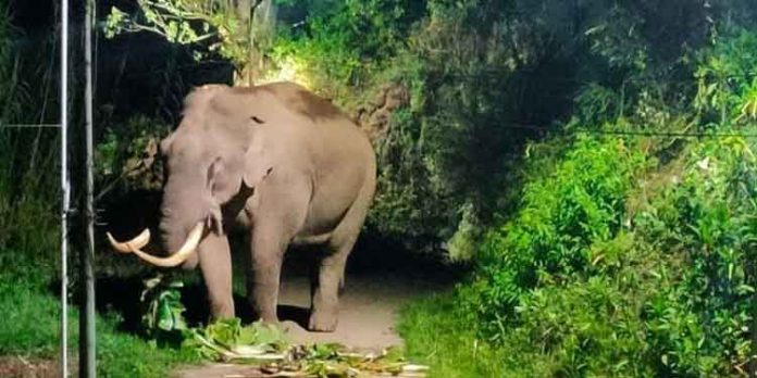 കാട്ടുകൊമ്പന് പടയപ്പ തിരികെ മൂന്നാറിലേക്ക് മടങ്ങുന്നു കാട്ടുകൊമ്പന് പടയപ്പ തിരികെ മൂന്നാറിലേക്ക് മടങ്ങുന്നു