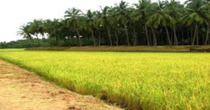 നെല്ല് സംഭരണം ; ബാങ്കിംഗ് കൺസോർഷ്യവുമായി 400 കോടി രൂപ ലഭ്യമാക്കാൻ ധാരണയായി നെല്ല് സംഭരണം ; ബാങ്കിംഗ് കൺസോർഷ്യവുമായി 400 കോടി രൂപ ലഭ്യമാക്കാൻ ധാരണയായി