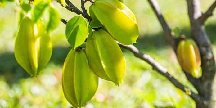 സ്റ്റാർ ഫ്രൂട്ട് അഥവാ ചതുരപ്പുളി എങ്ങനെ കൃഷി ചെയ്യാം ? സ്റ്റാർ ഫ്രൂട്ട് അഥവാ ചതുരപ്പുളി എങ്ങനെ കൃഷി ചെയ്യാം ?