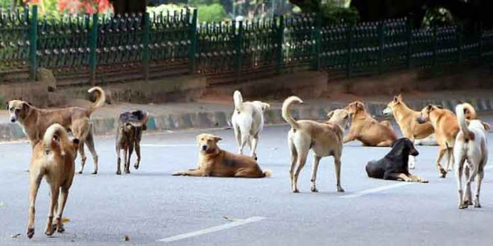 പെറ്റുപെരുകി തെരുവ് നായകൾ, കൂടുതല് വന്ധ്യംകരണ കേന്ദ്രങ്ങളെന്ന പഞ്ചായത്തിന്റെ പ്രഖ്യാപനം നീളുന്നു പെറ്റുപെരുകി തെരുവ് നായകൾ, കൂടുതല് വന്ധ്യംകരണ കേന്ദ്രങ്ങളെന്ന പഞ്ചായത്തിന്റെ പ്രഖ്യാപനം നീളുന്നു