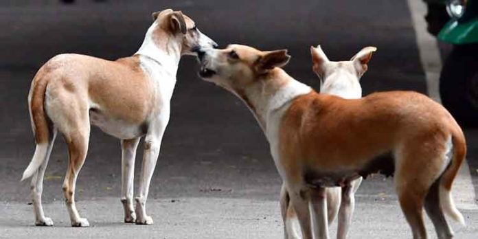 കണ്ണൂരിൽ വീണ്ടും തെരുവുനായ ആക്രമണം ; അഞ്ചാം ക്ലാസുകാരന് പരിക്ക് കണ്ണൂരിൽ വീണ്ടും തെരുവുനായ ആക്രമണം ; അഞ്ചാം ക്ലാസുകാരന് പരിക്ക്