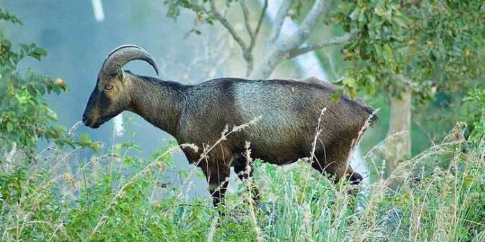 ഒറ്റയാൻ വരയാടിനെ വലയിട്ട് പിടിക്കാൻ ആലോചന; ആക്രമണത്തിൽ പരിക്കേറ്റത് 8 പേർക്ക് ഒറ്റയാൻ വരയാടിനെ വലയിട്ട് പിടിക്കാൻ ആലോചന; ആക്രമണത്തിൽ പരിക്കേറ്റത് 8 പേർക്ക്