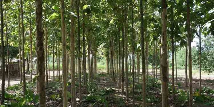 കോടികളുടെ ലാഭം ; തേക്ക് കൃഷി എങ്ങനെ ആദായമാക്കാം? കോടികളുടെ ലാഭം ; തേക്ക് കൃഷി എങ്ങനെ ആദായമാക്കാം?