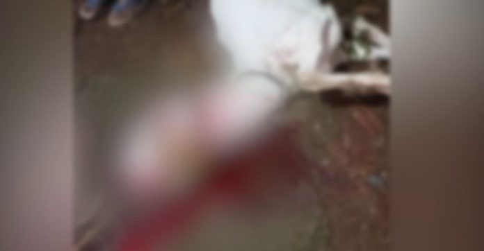 കോന്നിയിൽ ആടിനെ കൊന്നത് കടുവയാണെന്ന് പോസ്റ്റുമോർട്ടം റിപ്പോർട്ട് കോന്നിയിൽ ആടിനെ കൊന്നത് കടുവയാണെന്ന് പോസ്റ്റുമോർട്ടം റിപ്പോർട്ട്