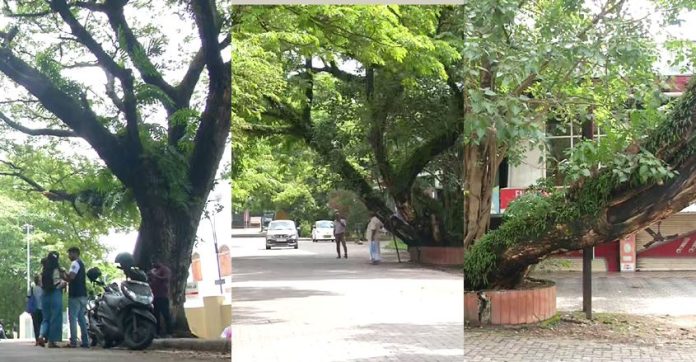 കൊച്ചിയില് കടപുഴകി വീഴാറായും ദ്രവിച്ചും മരങ്ങള് ; ചില്ലകള് മുറിച്ചുമാറ്റാന് മെനക്കെടുന്നില്ലെന്ന് പരാതി കൊച്ചിയില് കടപുഴകി വീഴാറായും ദ്രവിച്ചും മരങ്ങള് ; ചില്ലകള് മുറിച്ചുമാറ്റാന് മെനക്കെടുന്നില്ലെന്ന് പരാതി