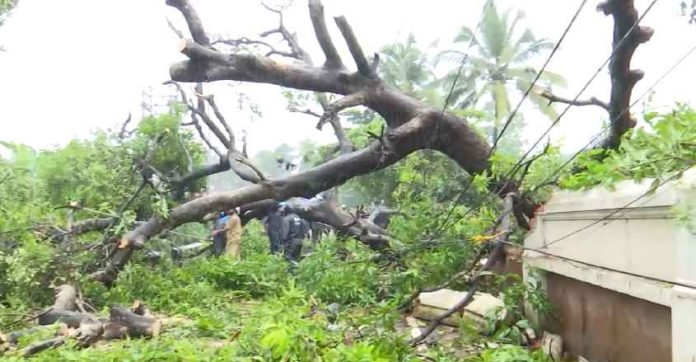തൃശൂര് പെരിങ്ങാവില് കൂറ്റന്മരം കടപുഴകി വീണു തൃശൂര് പെരിങ്ങാവില് കൂറ്റന്മരം കടപുഴകി വീണു