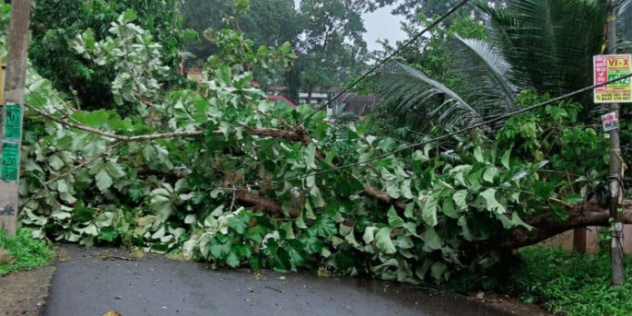 റാന്നി എക്സൈസ് ഓഫീസ് പടിക്കൽ തേക്കു മരം ഒടിഞ്ഞ് വീണ് ഗതാഗതം തടസപ്പെട്ടു റാന്നി എക്സൈസ് ഓഫീസ് പടിക്കൽ തേക്കു മരം ഒടിഞ്ഞ് വീണ് ഗതാഗതം തടസപ്പെട്ടു