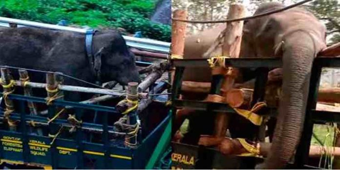 അരിക്കൊമ്പൻ, പി.ടി സെവൻ ദൗത്യത്തിന് സർക്കാറിന് ചെലവായത് 33 ലക്ഷം അരിക്കൊമ്പൻ, പി.ടി സെവൻ ദൗത്യത്തിന് സർക്കാറിന് ചെലവായത് 33 ലക്ഷം