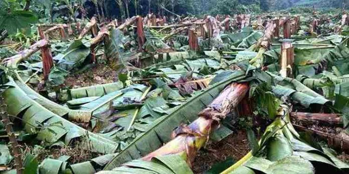 വൈദ്യുതലൈനിന് താഴെ വാഴ കൃഷി, വെട്ടിമാറ്റി കെഎസ്ഇബി ; നഷ്ടപരിഹാരം നൽകും, മനുഷ്യജീവന് ഭീഷണിയെന്ന് മന്ത്രി വൈദ്യുതലൈനിന് താഴെ വാഴ കൃഷി, വെട്ടിമാറ്റി കെഎസ്ഇബി ; നഷ്ടപരിഹാരം നൽകും, മനുഷ്യജീവന് ഭീഷണിയെന്ന് മന്ത്രി