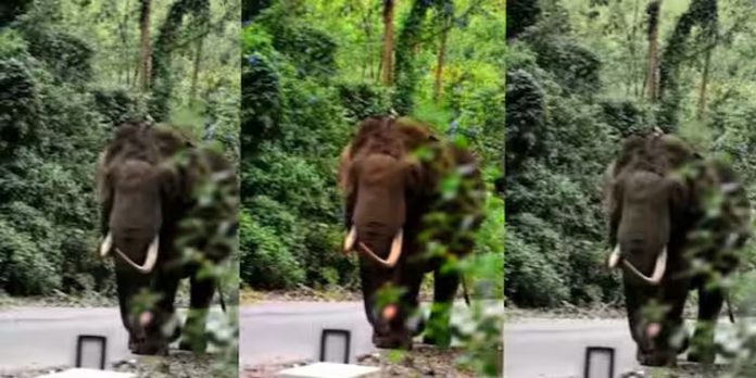 മൂന്നാര് – മറയൂര് അന്തര്സംസ്ഥാന പാതയില് ഭീതി പരത്തി പടയപ്പ ; വാഹനങ്ങള് തടഞ്ഞു മൂന്നാര് – മറയൂര് അന്തര്സംസ്ഥാന പാതയില് ഭീതി പരത്തി പടയപ്പ ; വാഹനങ്ങള് തടഞ്ഞു