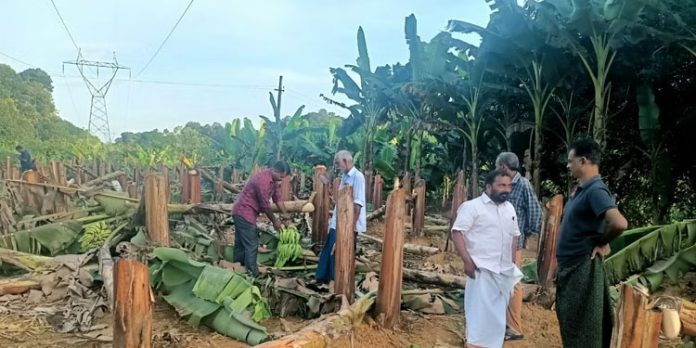 വാഴക്കര്ഷകനോട് കെഎസ്ഇബിയുടെ ക്രൂരത ; വിളവെത്താറായ വാഴക്കുലകള് വെട്ടിമാറ്റി, നശിപ്പിച്ചത് 406 വാഴകള് വാഴക്കര്ഷകനോട് കെഎസ്ഇബിയുടെ ക്രൂരത ; വിളവെത്താറായ വാഴക്കുലകള് വെട്ടിമാറ്റി, നശിപ്പിച്ചത് 406 വാഴകള്