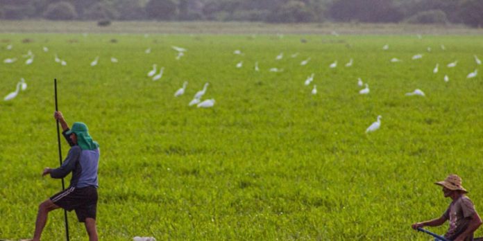 പിഎം കിസാന് സമ്മാന് നിധി ; ആനുകൂല്യം ലഭിക്കാത്ത കര്ഷകര്ക്കായി ക്യാമ്പയിന് പിഎം കിസാന് സമ്മാന് നിധി ; ആനുകൂല്യം ലഭിക്കാത്ത കര്ഷകര്ക്കായി ക്യാമ്പയിന്