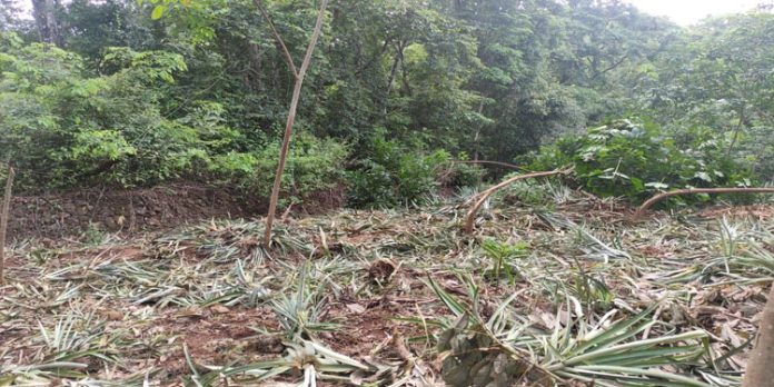 കല്ലേലി എസ്റ്റേറ്റില് കാട്ടാന ശല്യം രൂക്ഷമാകുന്നു കല്ലേലി എസ്റ്റേറ്റില് കാട്ടാന ശല്യം രൂക്ഷമാകുന്നു
