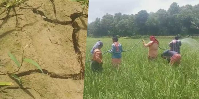 പ്രതീക്ഷ തെറ്റിച്ച് കാലവർഷം ; നെൽ കർഷകന് ഇത്തവണയും കണ്ണീരോണം പ്രതീക്ഷ തെറ്റിച്ച് കാലവർഷം ; നെൽ കർഷകന് ഇത്തവണയും കണ്ണീരോണം