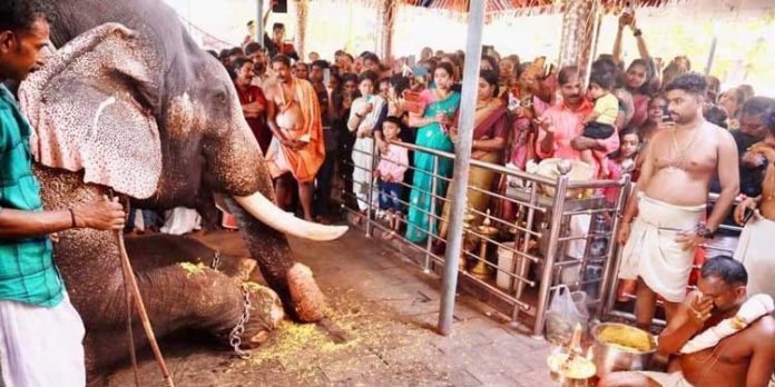 ചങ്ങനാശ്ശേരി മോർക്കുളങ്ങര ഉജ്ജയിനി മഹാകാളി അമ്മൻ കോവിലിൽ വിനായക ചതുർത്ഥി മഹോത്സവവും ആനയൂട്ടും നടത്തി ചങ്ങനാശ്ശേരി മോർക്കുളങ്ങര ഉജ്ജയിനി മഹാകാളി അമ്മൻ കോവിലിൽ വിനായക ചതുർത്ഥി മഹോത്സവവും ആനയൂട്ടും നടത്തി