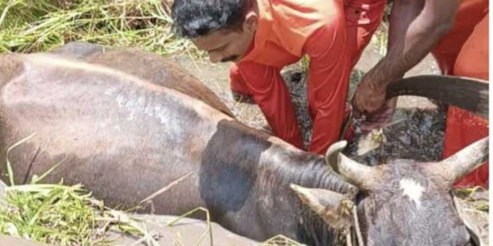 ചെങ്ങന്നൂർ റെയിൽവേ സ്റ്റേഷന് സമീപം പശു സെപ്റ്റിക് ടാങ്കില് വീണു ചെങ്ങന്നൂർ റെയിൽവേ സ്റ്റേഷന് സമീപം പശു സെപ്റ്റിക് ടാങ്കില് വീണു