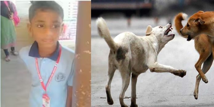 സ്കൂള് മുറ്റത്ത് കളിച്ചുകൊണ്ടിരുന്ന കുട്ടിയെ തെരുവ് നായ ആക്രമിച്ചു സ്കൂള് മുറ്റത്ത് കളിച്ചുകൊണ്ടിരുന്ന കുട്ടിയെ തെരുവ് നായ ആക്രമിച്ചു