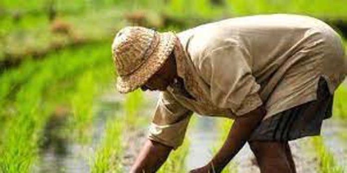 നെല്ല് സംഭരണം: മുഴുവന് തുക വിതരണവും ഈ ആഴ്ച പൂര്ത്തിയാക്കുമെന്ന് സര്ക്കാര് നെല്ല് സംഭരണം: മുഴുവന് തുക വിതരണവും ഈ ആഴ്ച പൂര്ത്തിയാക്കുമെന്ന് സര്ക്കാര്