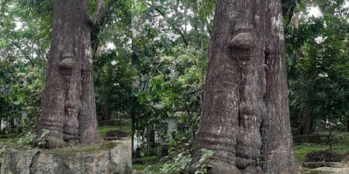 പഴമയുടെ പ്രൗഢിയിൽ കോന്നി ആനത്താവളത്തിലെ മരുതി മരങ്ങൾ പഴമയുടെ പ്രൗഢിയിൽ കോന്നി ആനത്താവളത്തിലെ മരുതി മരങ്ങൾ