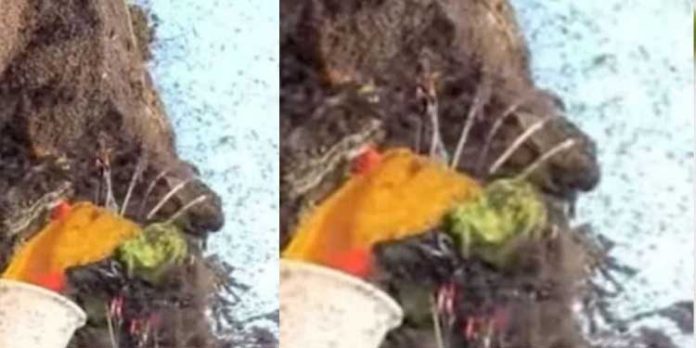 ലോകത്തെ ഏറ്റവും വില കൂടിയ തേന് ; ഒരു കിലോയ്ക്ക് 9 ലക്ഷം രൂപ ലോകത്തെ ഏറ്റവും വില കൂടിയ തേന് ; ഒരു കിലോയ്ക്ക് 9 ലക്ഷം രൂപ