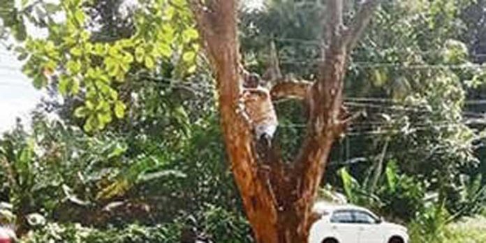 അപകടഭീഷണിയായി നിന്നിരുന്ന മരം പൊതുമരാമത്ത് വകുപ്പ് വെട്ടിമാറ്റി അപകടഭീഷണിയായി നിന്നിരുന്ന മരം പൊതുമരാമത്ത് വകുപ്പ് വെട്ടിമാറ്റി