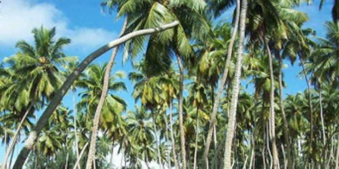അങ്ങാടി ഗ്രാമപ്പഞ്ചായത്തിൽ കേരഗ്രാമം പദ്ധതി അനുവദിക്കണം ; സി.പി.ഐ. റാന്നി മണ്ഡലം കമ്മിറ്റി അങ്ങാടി ഗ്രാമപ്പഞ്ചായത്തിൽ കേരഗ്രാമം പദ്ധതി അനുവദിക്കണം ; സി.പി.ഐ. റാന്നി മണ്ഡലം കമ്മിറ്റി